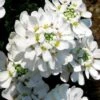 Snow Cone Candytuft (Iberis Sempervirens) - 5 Pack Of Quart Pots -Trees And Plants iberis sempervirens snow cone candytuft 3