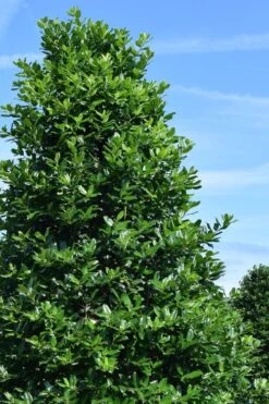 Nellie R. Stevens Holly - 6 Pack Of 1 Gallon Pots -Trees And Plants ilex nellie r stephens holly tree 1