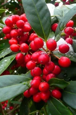 Nellie R. Stevens Holly - 6 Pack Of 1 Gallon Pots -Trees And Plants ilex nellie r stevens holly tree berries 11