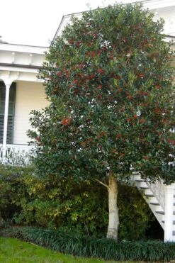 Nellie R. Stevens Holly - 6 Pack Of 1 Gallon Pots -Trees And Plants ilex nellie r stevens holly tree berries tree 12