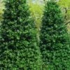 Nellie R. Stevens Holly - 6 Pack Of 1 Gallon Pots -Trees And Plants ilex nellie r stevens holly tree berries tree 13