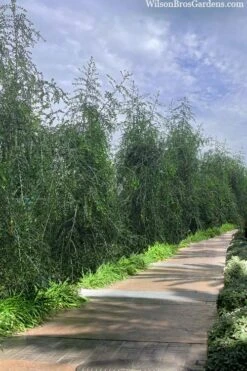 Weeping Yaupon Holly (Ilex Vomitoria 'Pendula') - 7 Gallon Pot (7-8') -Trees And Plants ilex vomitoria pendula weeping yaupon holly berries 3