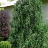 Weeping Yaupon Holly (Ilex Vomitoria 'Pendula') - 7 Gallon Pot (7-8') -Trees And Plants ilex vomitoria pendula weeping yaupon holly tree 4