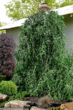 Weeping Yaupon Holly (Ilex Vomitoria 'Pendula') - 7 Gallon Pot (7-8')