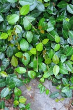 Asian Jasmine (Trachelospermum Asiaticum) - 36 Pack Of 3.5" Pint Pots -Trees And Plants jasmine asian 10 1