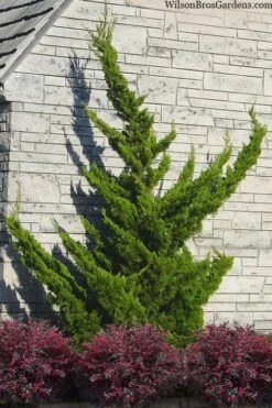 Hollywood Torulosa Juniper - 1 Gallon Pot
