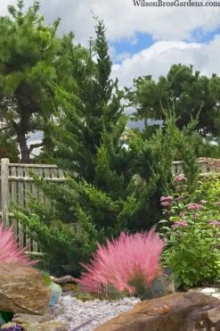 Hollywood Torulosa Juniper - 1 Gallon Pot -Trees And Plants juniperus chinensis torulosa hollywood 101