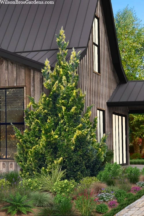 Variegated Hollywood Juniper - 1 Gallon Pot 3 Variegated Hollywood Juniper - 1 Gallon Pot