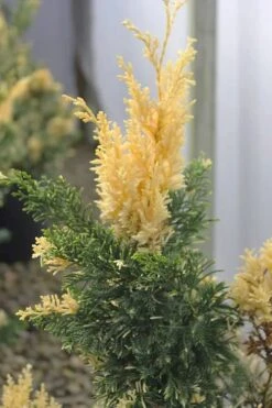 Variegated Hollywood Juniper - 1 Gallon Pot 9 Variegated Hollywood Juniper - 1 Gallon Pot -Trees And Plants juniperus chinensis torulosa variegata 3