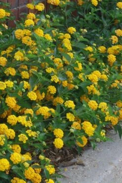 New Gold Hardy Lantana - 5 Pack Of Quart Pots -Trees And Plants lantana new gold 10