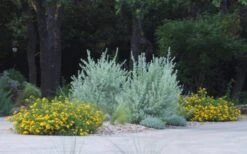 New Gold Hardy Lantana - 5 Pack Of Quart Pots -Trees And Plants lantana new gold 11