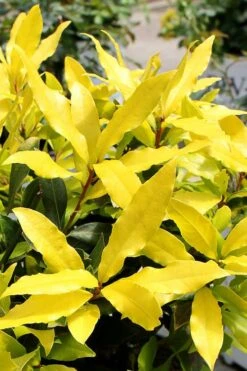 Sicilian Sunshine Sweet Bay Laurel (Laurus Nobilis) - 1 Gallon Pot -Trees And Plants laurus nobilis sicilian sunshine sweet bay laurel 2