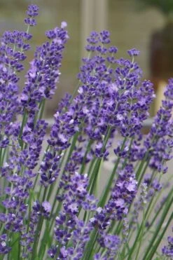 Big Time Blue Lavender - 6 Pack Of 1 Gallon Pots -Trees And Plants lavandula angustifolia big time blue lavender 1 1