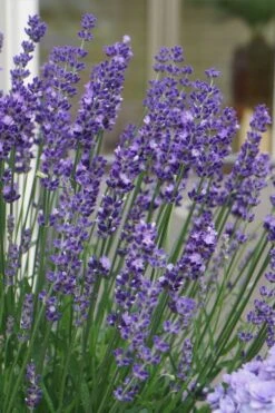 Big Time Blue Lavender - 6 Pack Of 1 Gallon Pots -Trees And Plants lavandula angustifolia big time blue lavender 2 1