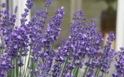 Big Time Blue Lavender - 6 Pack Of 1 Gallon Pots -Trees And Plants lavandula angustifolia big time blue lavender 3 1