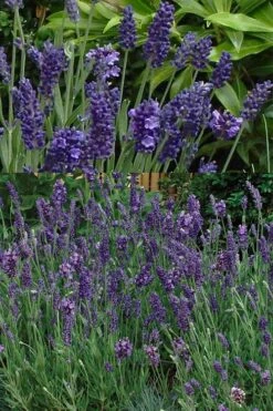Ellagance Purple English Lavender - 5 Pack Of Quart Pots -Trees And Plants lavandula angustifolia ellagance purple english lavender 2