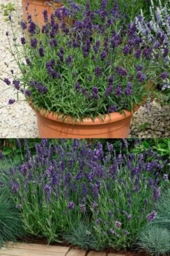 Ellagance Purple English Lavender - 5 Pack Of Quart Pots -Trees And Plants lavandula angustifolia ellagance purple english lavender 3