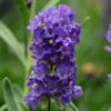 Ellagance Purple English Lavender - 5 Pack Of Quart Pots -Trees And Plants lavandula angustifolia ellagance purple english lavender 4