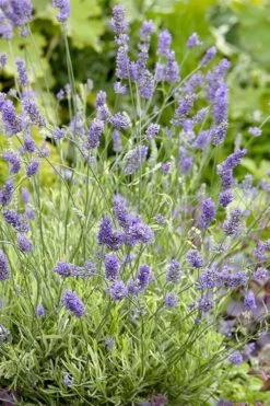 Platinum Blonde English Lavender Plant - 1 Gallon Pot -Trees And Plants lavandula angustifolia momparler platinum blonde lavender 2