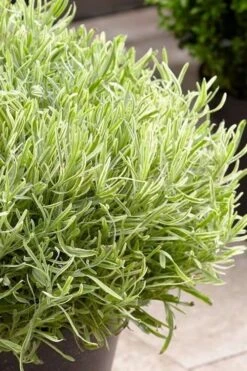 Platinum Blonde English Lavender Plant - 1 Gallon Pot -Trees And Plants lavandula angustifolia momparler platinum blonde lavender 5