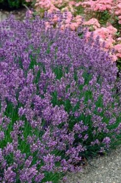 Munstead English Lavender - 6 Pack Of Pint Pots -Trees And Plants lavandula angustifolia munstead english lavender 3