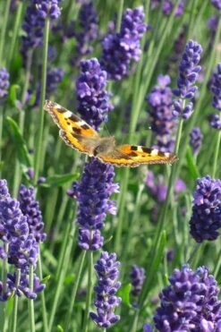 Munstead English Lavender - 6 Pack Of Pint Pots -Trees And Plants lavandula angustifolia munstead english lavender 4