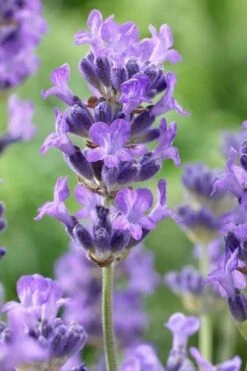 Munstead English Lavender - 6 Pack Of Pint Pots -Trees And Plants lavandula angustifolia munstead english lavender 5