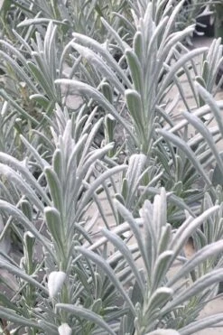 Sensational Lavender - 1 Gallon Pot 11 Sensational Lavender - 1 Gallon Pot -Trees And Plants lavender intermedia sensational 1