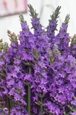 Sensational Lavender - 1 Gallon Pot 13 Sensational Lavender - 1 Gallon Pot -Trees And Plants lavender intermedia sensational 2