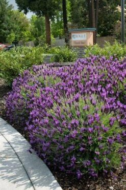 Otto Quast Spanish Lavender - 1 Gallon Pot -Trees And Plants lavender otto quast 23