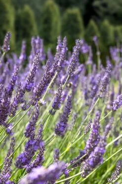 Grosso Lavender - 5 Pack Of Quart Pots -Trees And Plants lavendula intermedia grosso french lavender 2
