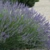 Grosso Lavender - 5 Pack Of Quart Pots -Trees And Plants lavendula intermedia grosso french lavender 3