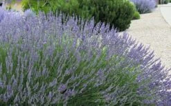 Grosso Lavender - 5 Pack Of Quart Pots -Trees And Plants lavendula intermedia grosso french lavender 4