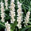 Monroe's White Liriope (Lilyturf) - 1 Gallon Pot -Trees And Plants liriope muscari monroes white lily turf 20