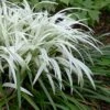 Okina Liriope (Frosted Monkey Grass) - 6 Pack Of 1 Gallon Pots