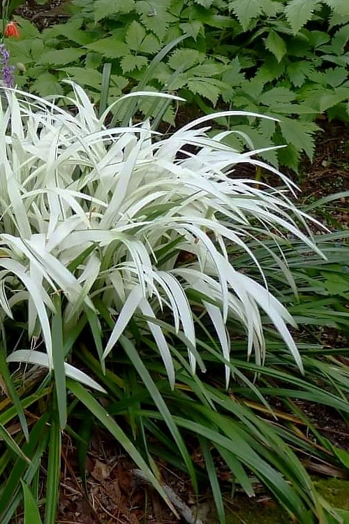 Okina Liriope (Frosted Monkey Grass) - 1 Gallon Pot 3 Okina Liriope (Frosted Monkey Grass) - 1 Gallon Pot