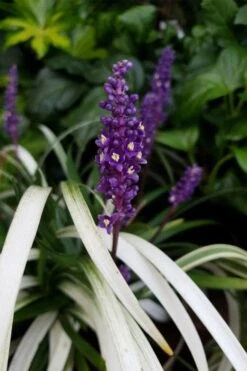 Okina Liriope (Frosted Monkey Grass) - 6 Pack Of 1 Gallon Pots -Trees And Plants liriope muscari okina lilyturf 4 1