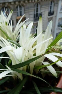 Okina Liriope (Frosted Monkey Grass) - 1 Gallon Pot 13 Okina Liriope (Frosted Monkey Grass) - 1 Gallon Pot -Trees And Plants liriope muscari okina lilyturf 5