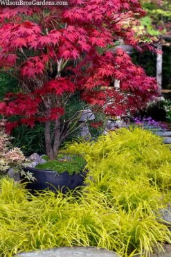 Gold Ingot Liriope (Golden Lilyturf) - 1 Gallon Pot -Trees And Plants liriope muscari peedee ingot golden lilyturf 5