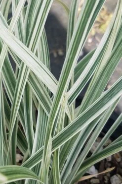 Silver Dragon Liriope - Lilyturf - 18 Count Flats Of Pint Pots -Trees And Plants liriope spicata silver dragon lilyturf 101