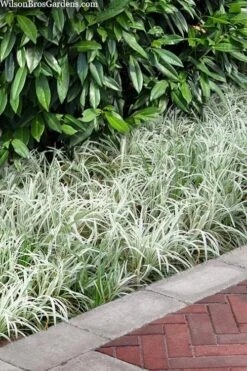 Silver Dragon Liriope - Lilyturf - 18 Count Flats Of Pint Pots -Trees And Plants liriope spicata silver dragon lilyturf 106