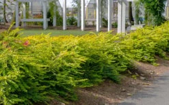 Thunderbolt Golden Box Honeysuckle - 3 Gallon Pot -Trees And Plants lonicera nitida thunderbolt box honeysuckle 1