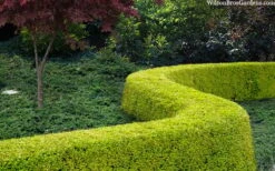 Thunderbolt Golden Box Honeysuckle - 3 Gallon Pot -Trees And Plants lonicera nitida thunderbolt box honeysuckle 4