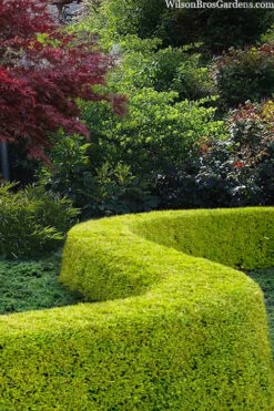 Thunderbolt Golden Box Honeysuckle - 3 Gallon Pot -Trees And Plants lonicera nitida thunderbolt box honeysuckle 5