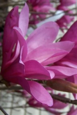 Ann Magnolia Tulip Tree - 2 Gallon Pot -Trees And Plants magnolia ann 30