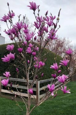 Ann Magnolia Tulip Tree - 3 Gallon Pot -Trees And Plants magnolia ann tulip tree 100 1