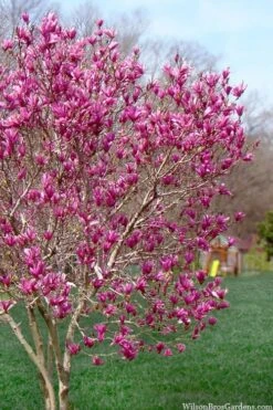 Ann Magnolia Tulip Tree - 2 Gallon Pot -Trees And Plants magnolia ann tulip tree 105 2