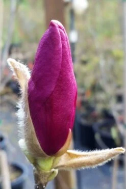 Betty Magnolia Tulip Tree - 1 Gallon Pot -Trees And Plants magnolia betty 21