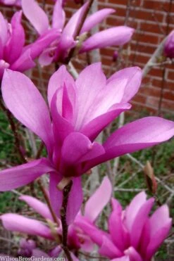 Jane Magnolia Tulip Tree - 5 Gallon Pot -Trees And Plants magnolia jane tulip tree 102 4