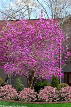 Jane Magnolia Tulip Tree - 5 Gallon Pot -Trees And Plants magnolia jane tulip tree 103 4